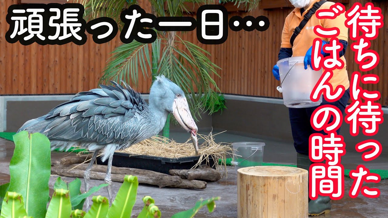 ハシビロコウのふたばちゃん、ついに待ちに待ったごはんの時間! おまけ付【春のふたば22】 Spring Futaba_22 Shoebill FUTABA 2021_47 FUTABA-chan