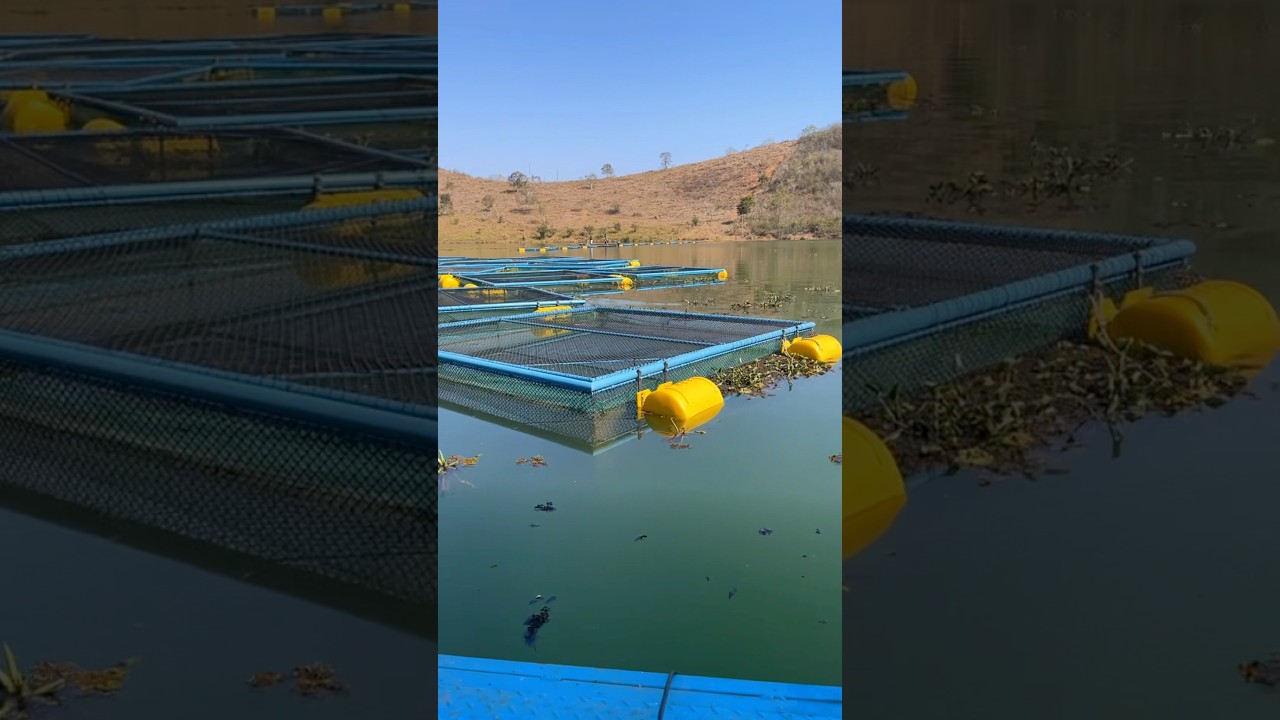 Como e onde instalar um cria&ccedil;&atilde;o de peixes em gaiolas ou tanque rede?