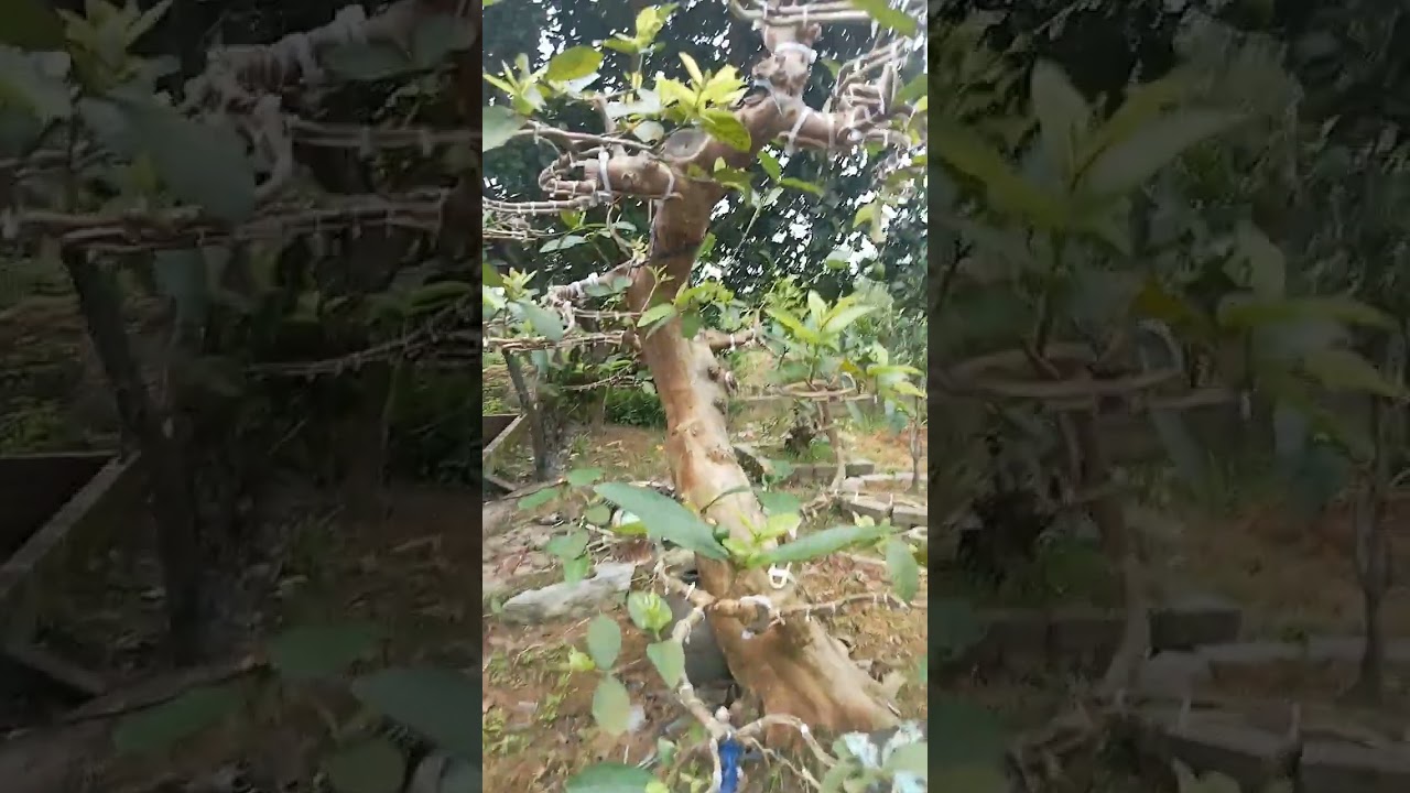 vẫn là e ổi bosai
