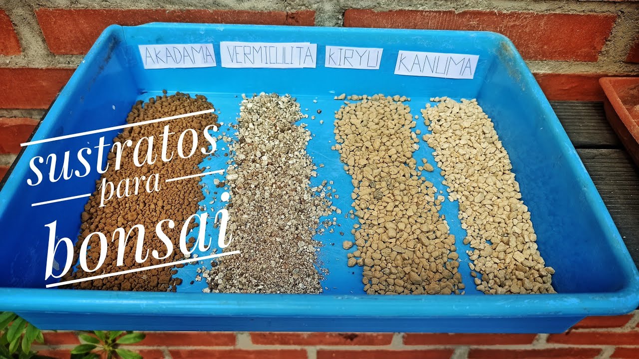 5 Sustratos para bonsai [EXPLICADOS]
