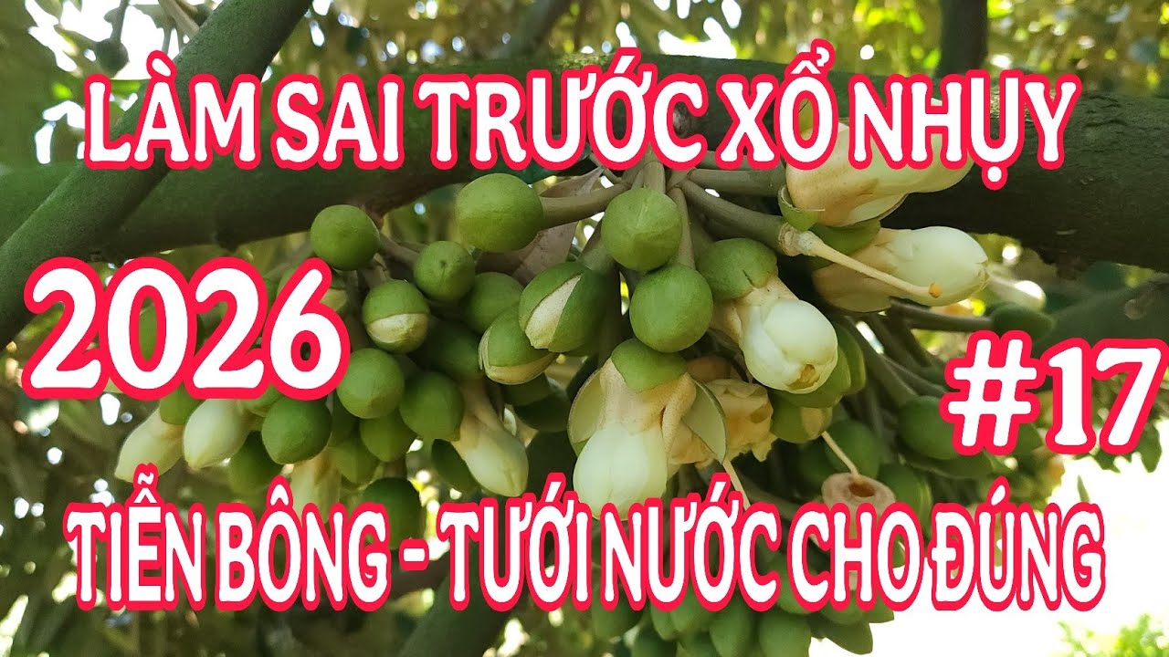 LÀM BÔNG SẦU RIÊNG 2026 - CẮT NƯỚC - TIỄN BÔNG - XỔ NHỤY | TRÍ NÔNG TN