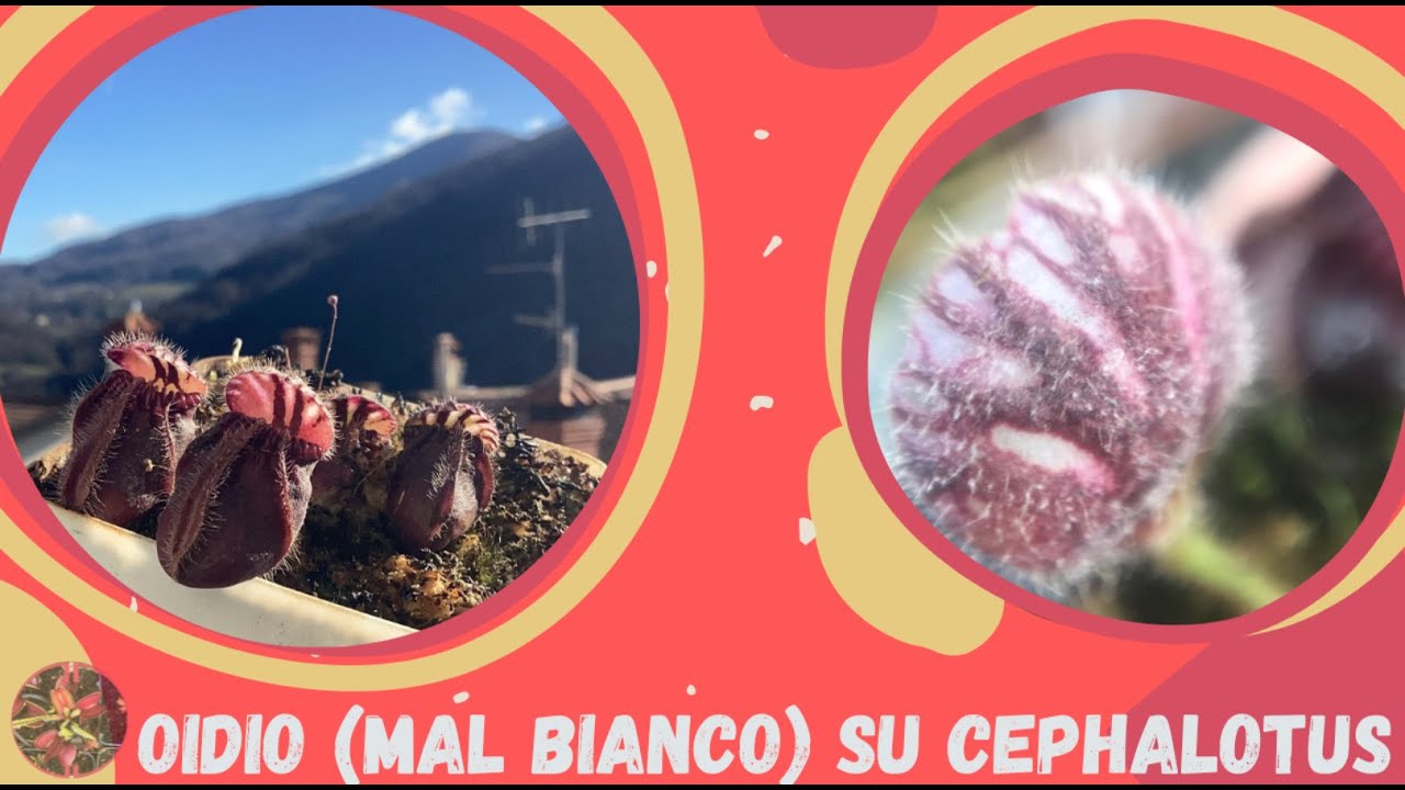 Oidio (mal bianco) su Cephalotus follicularis_Sintomi e rimedi