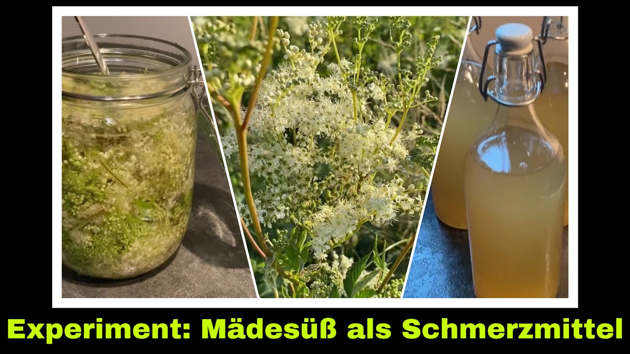 Mädesüßsirup und Mädesüßtinktur selber machen | Selbstversorgung: Kräuter Sirup und Tinktur