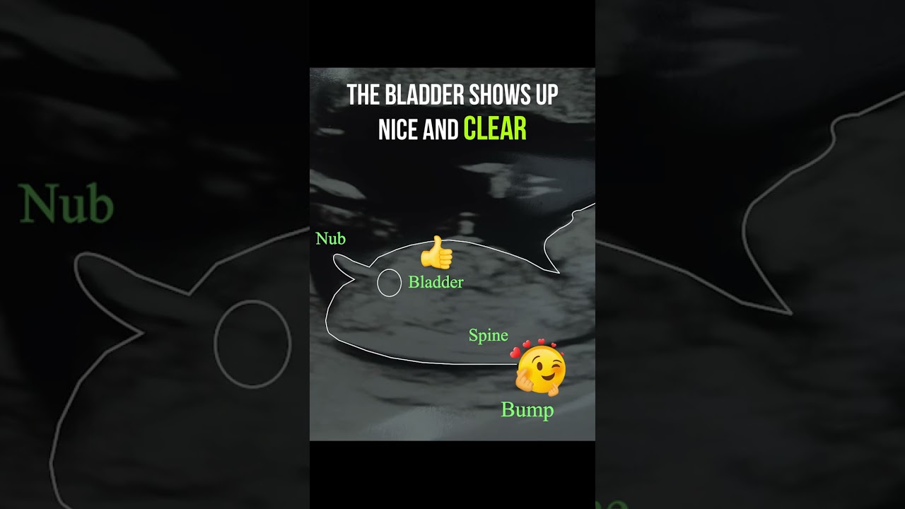 Gender reveal with NubX!