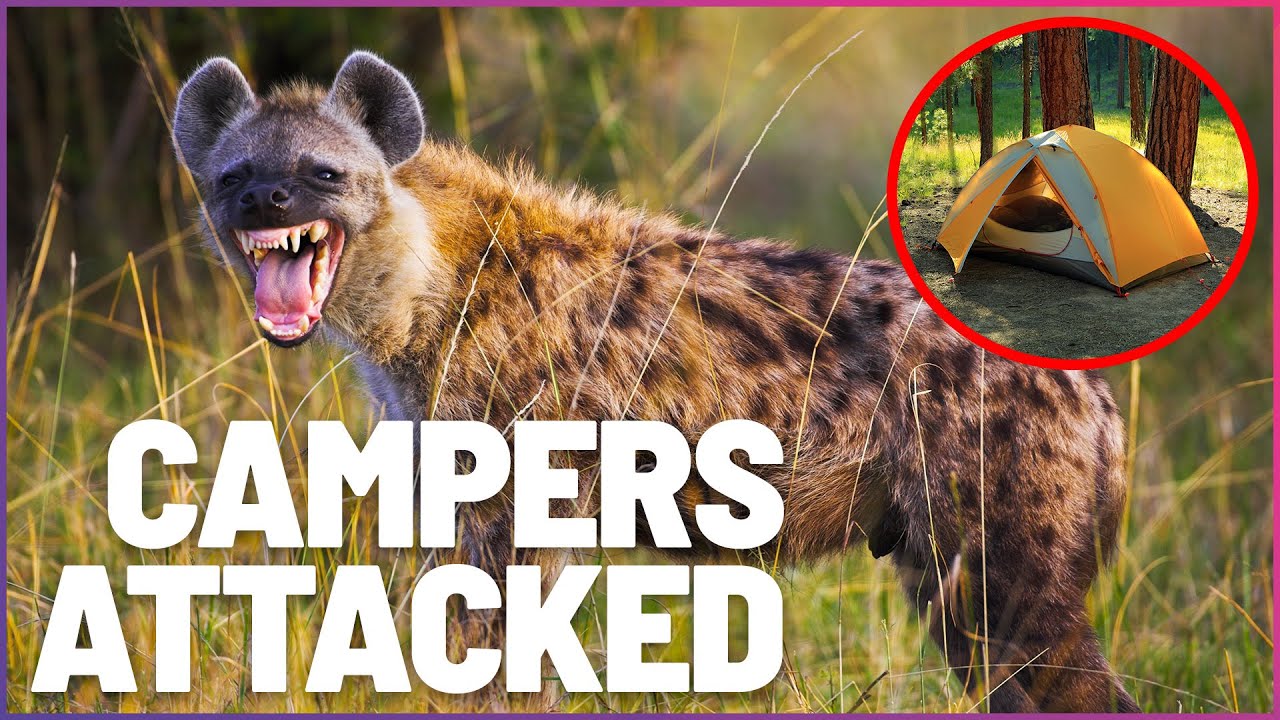 Hyena Horror: Nightmare Camping Attack On The Zambezi River | Wonder