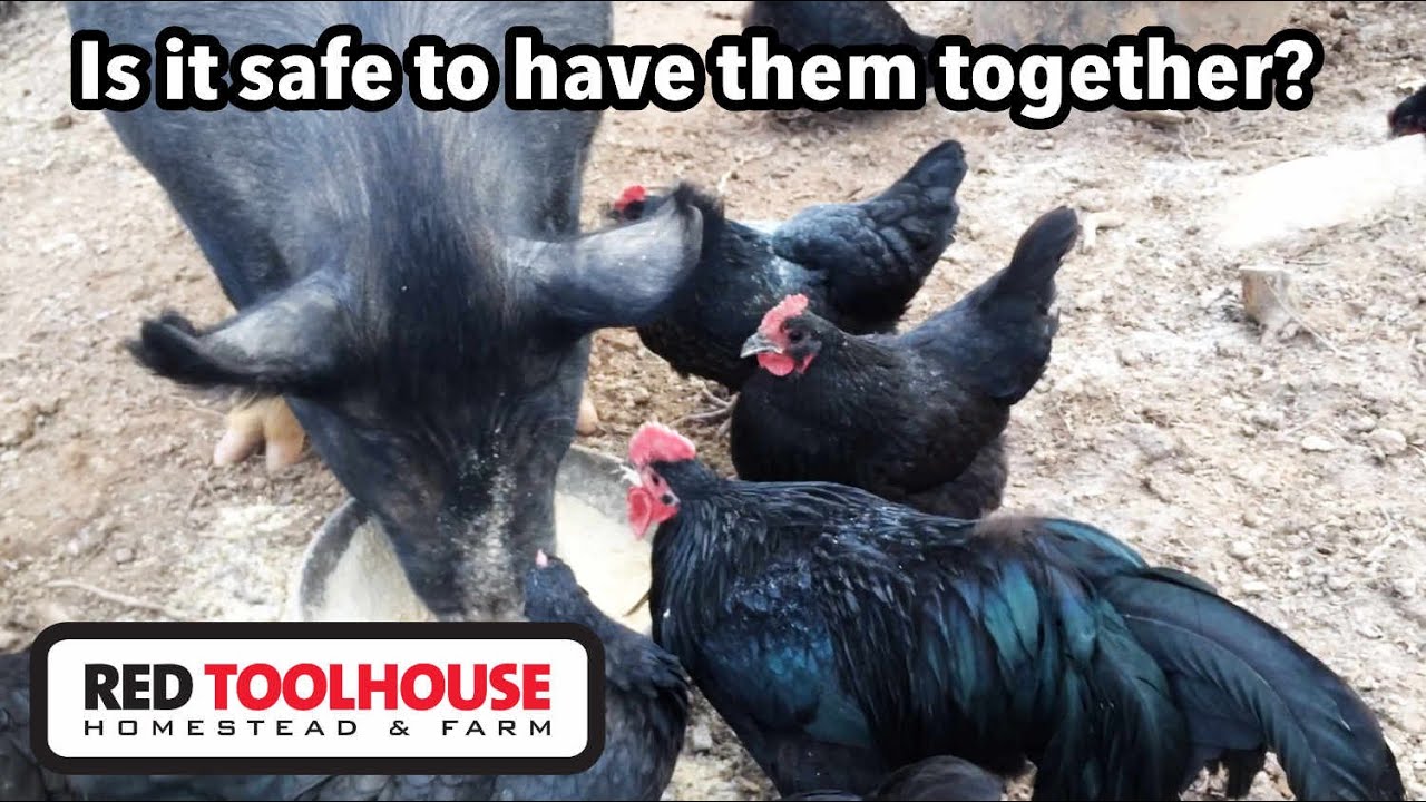 Can chicken and pigs share pasture?