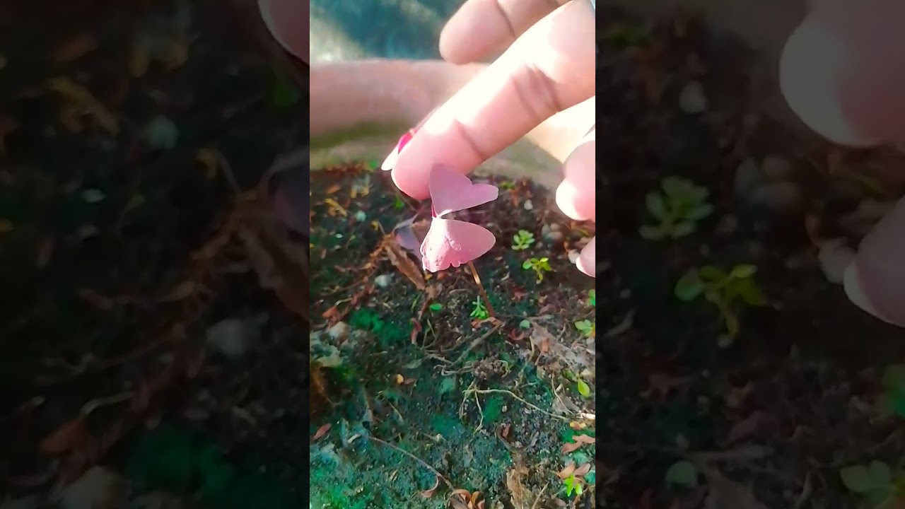 Baby Purple Shamrock Plant #shorts #gardening