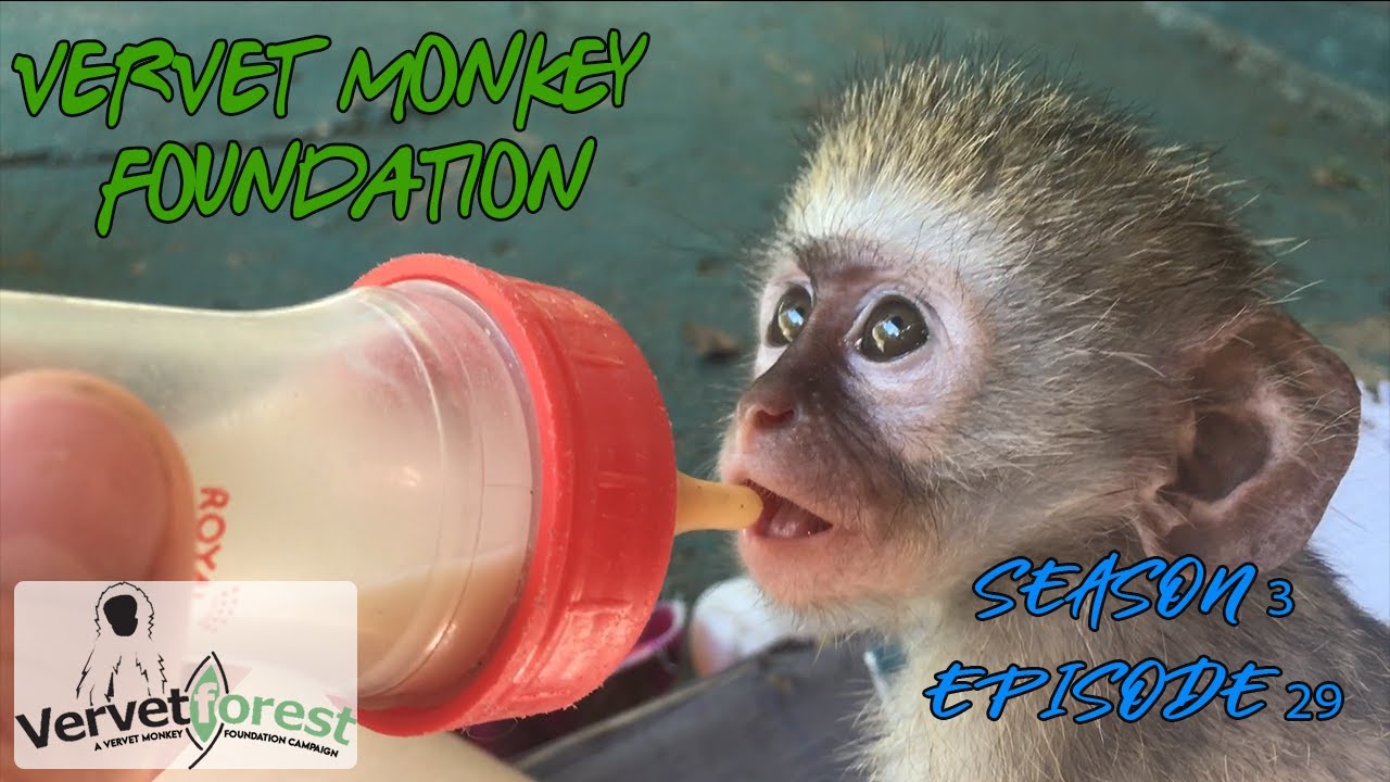 Baby Monkeys on the move - Maddox joins Ellie, Matti Jnr makes a move, Gimili improves. Season3 Ep29