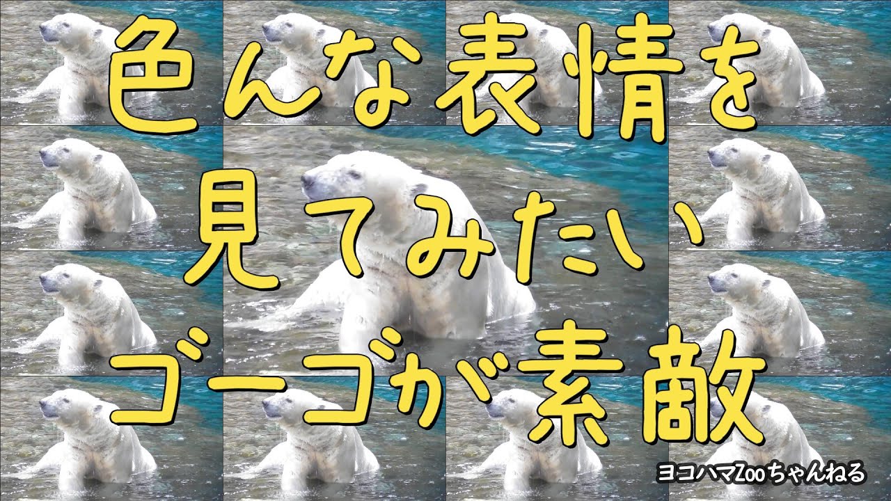 🐻‍❄️　色んな表情を見てみたい/ゴーゴが素敵　2023/010/27