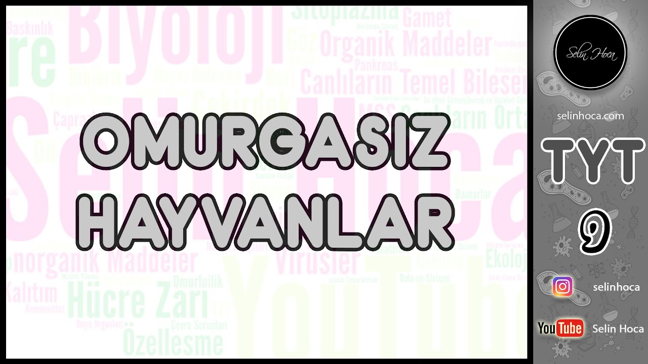 24) Omurgasız Hayvanlar