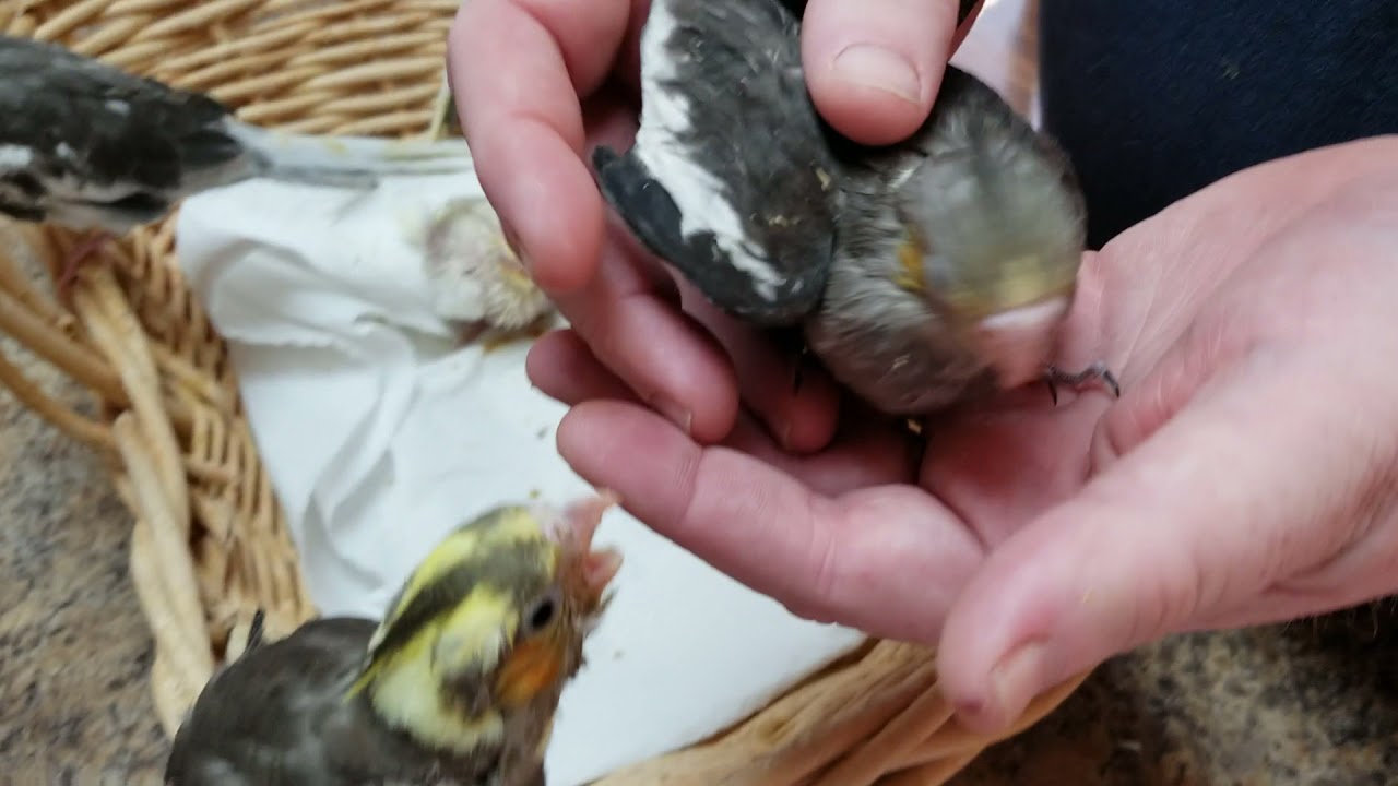 Hand Raising Cockatiels (4 Stages)