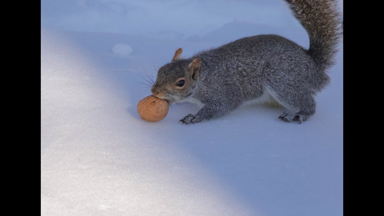 Little Squirrel, Big Walnut Eating