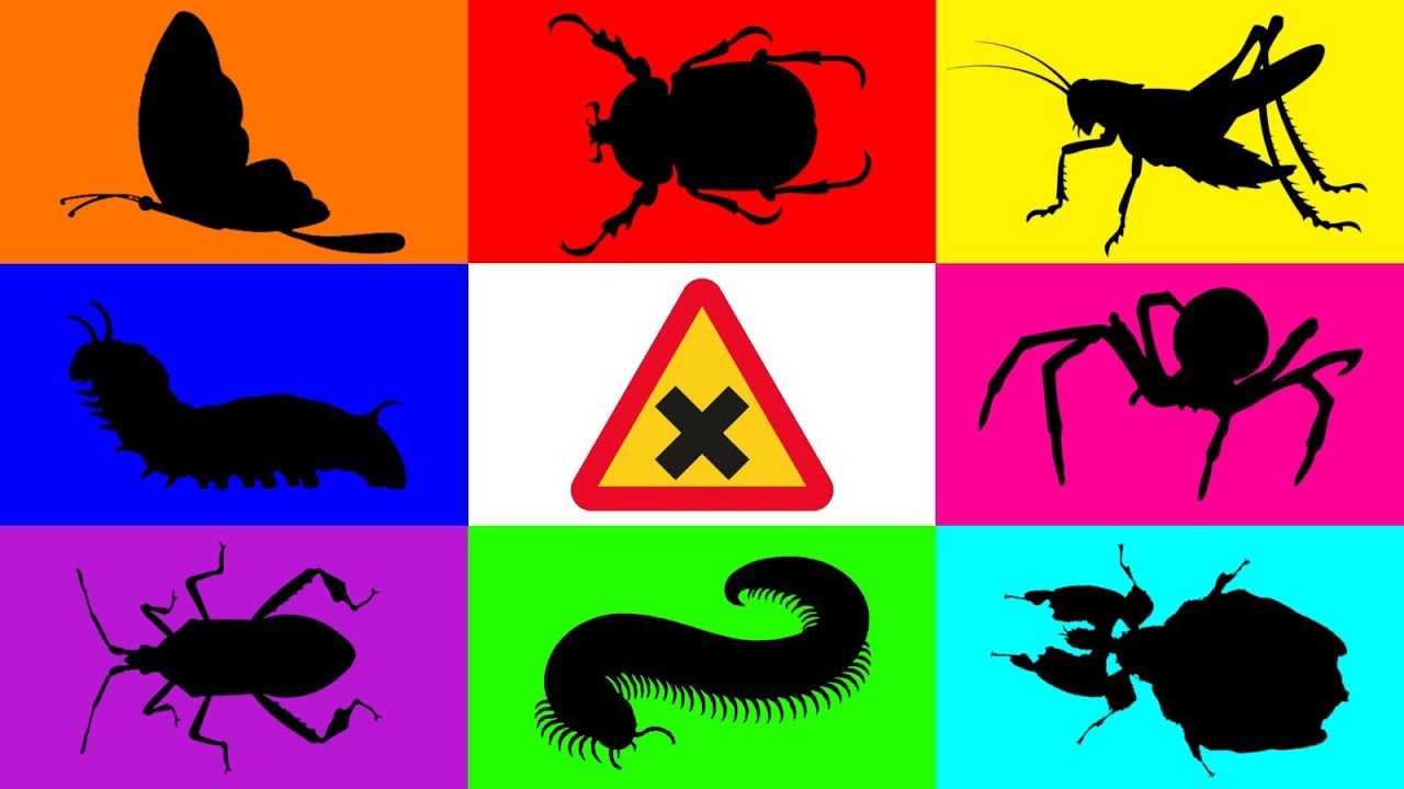 Insect: Butterfly, Leaf Insect, Leaf Footed Bugs, Caterpilar, Katydid, Tarantula, Millipede, Beetle