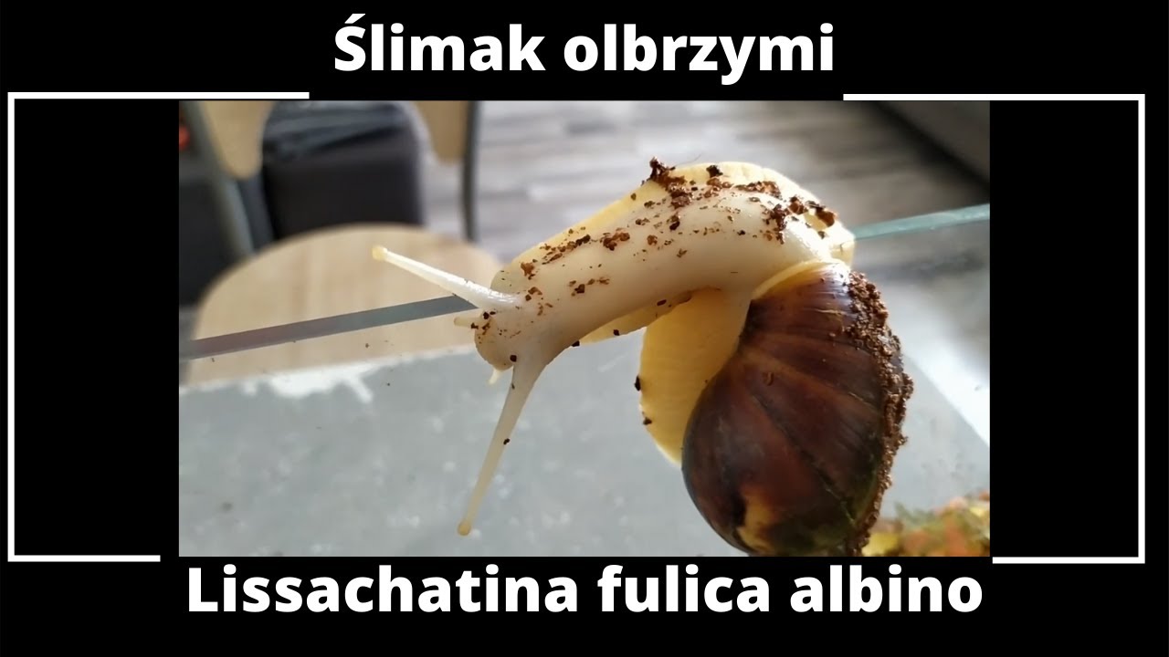 Ślimak olbrzymi | Lissachatina fulica albino | Wafel Animals