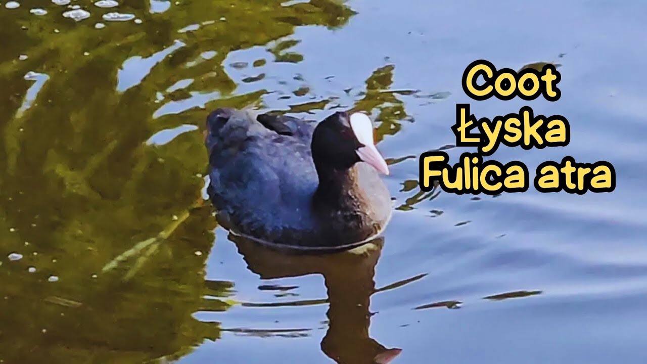 Coot 4K Fulica atra #duck #nature #birdsong #magpielensx