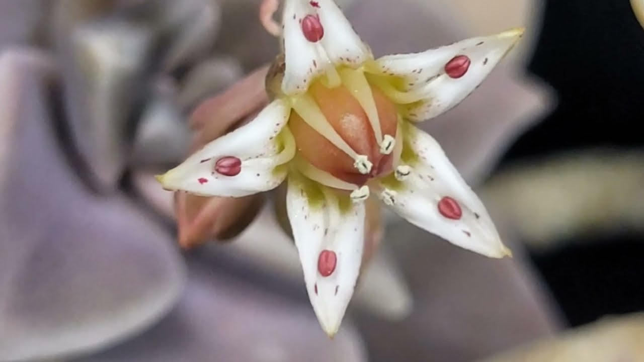 La extraña flor 'estrella' de la Planta Fantasma: ¿La habías visto? graptopetalum paraguayense