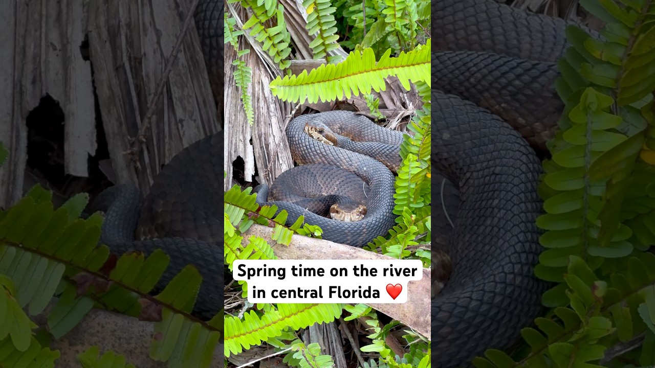 Spring time on the river in central Florida! 🐍❤️🐊 #florida #wildlife #conservation