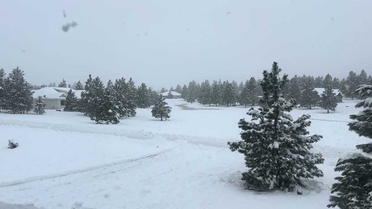 Birds chirping in the snow ￼