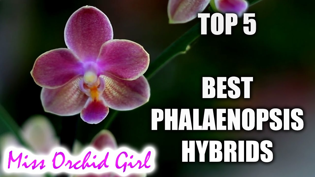 Top 5 Phalaenopsis Orchid Hybrids worth having
