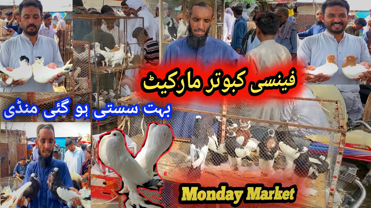 Fancy Bird Market Kallar Syedan | Today Latest Update Fancy Pigeon Price 11/8/2025 Kabutar Mandi