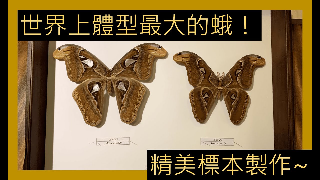 【世界上最大的蛾類！】蝴蝶、蛾標本製作！The world's largest moth! Make specimens~
