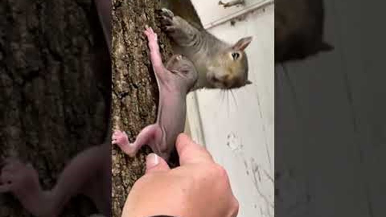 Handing Rescued Baby Squirrels Back to Mama || ViralHog