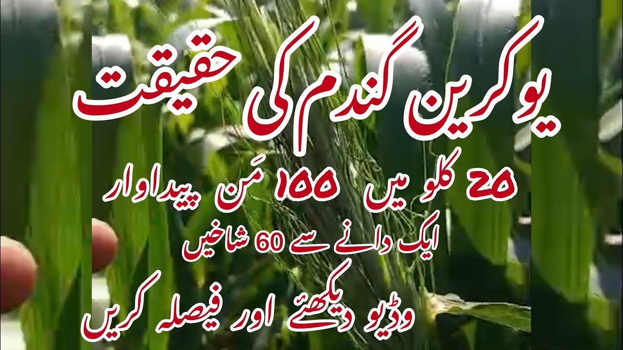 Super Ukraine Wheat Crop High Yield varieties | گندم کی ورائٹی سپر یوکرین- part 1