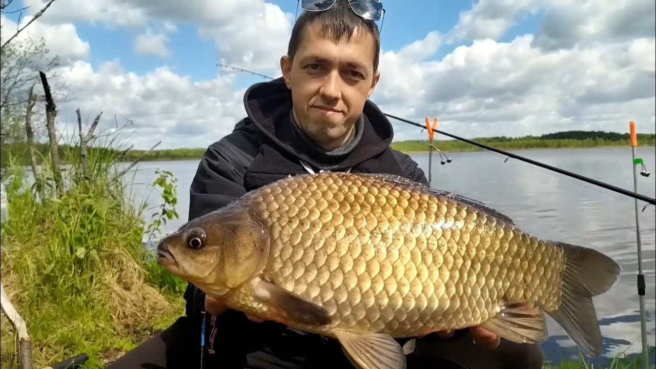 ЛОГОВО ГИГАНТСКИХ КАРАСЕЙ!!! РЕКОРДНЫЙ КАРАСЬ!!! Карась больше 1кг.! Big crucian! Record! Big fish!