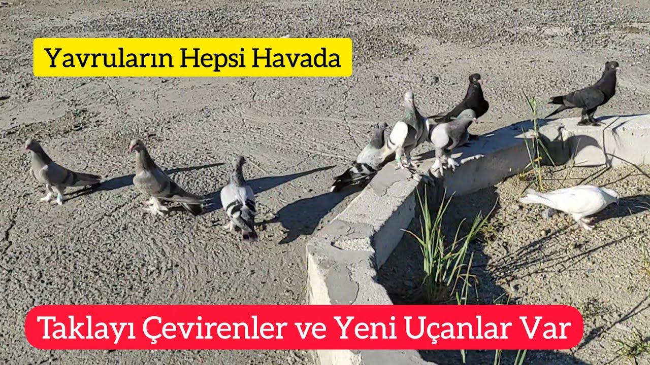 BÜTÜN YAVRULARI UÇURDUK - Taklacı Oyunkuşu yavru güvercin uçurma - Kümesin son durumu