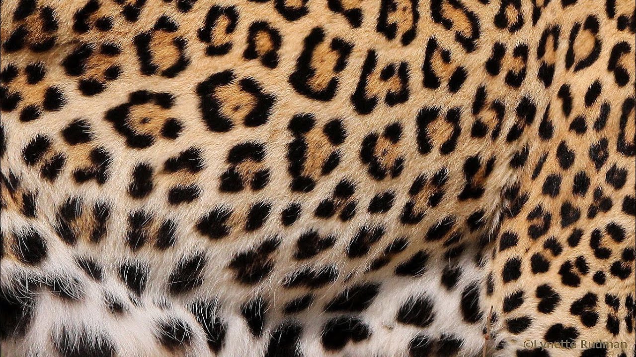 Incredible camouflage of the natural world: 2. DISRUPTIVE COLOURATION