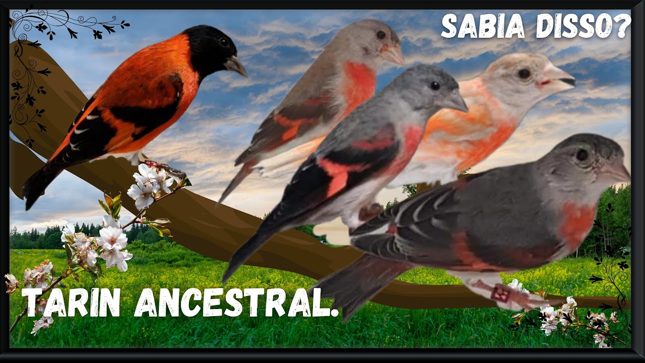Tarin Ancestral cruzando com Fêmea Ancestral, Canela, Pastel e Canela Pastel.