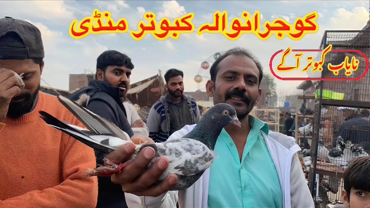 Gujranwala Kabutar Mandi || Ep 191 || گوجرانوالہ کبوتر منڈی 