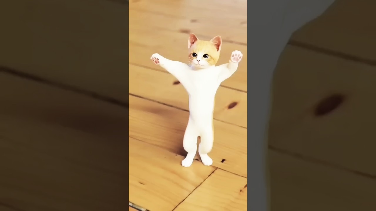 Chunni mai.. Cat dance..#happynewyear..