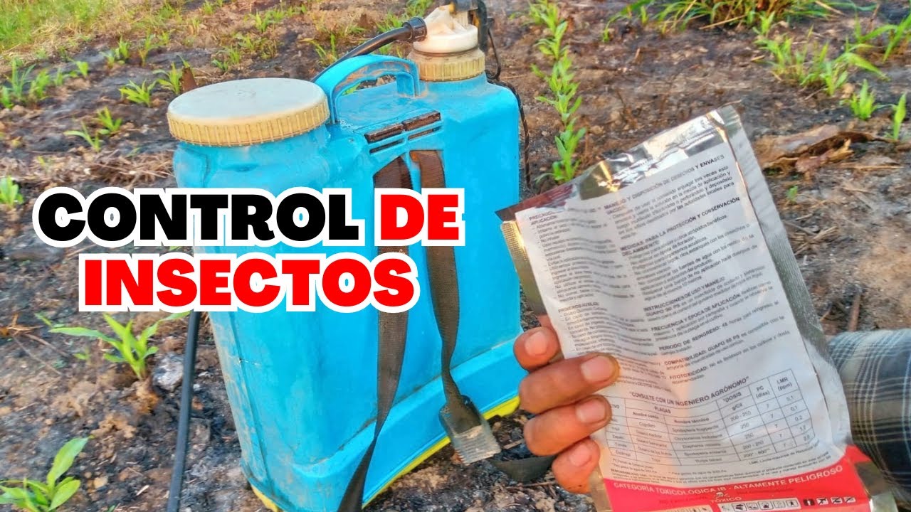 🌽 Maíz Libre De Insectos - Control De Cogollero En Cultivo De Maíz