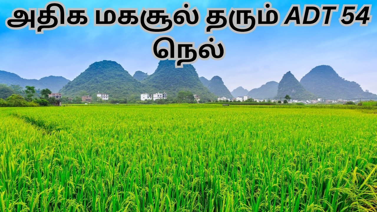 அதிக மகசூல் தரும் ADT 54 நெல்