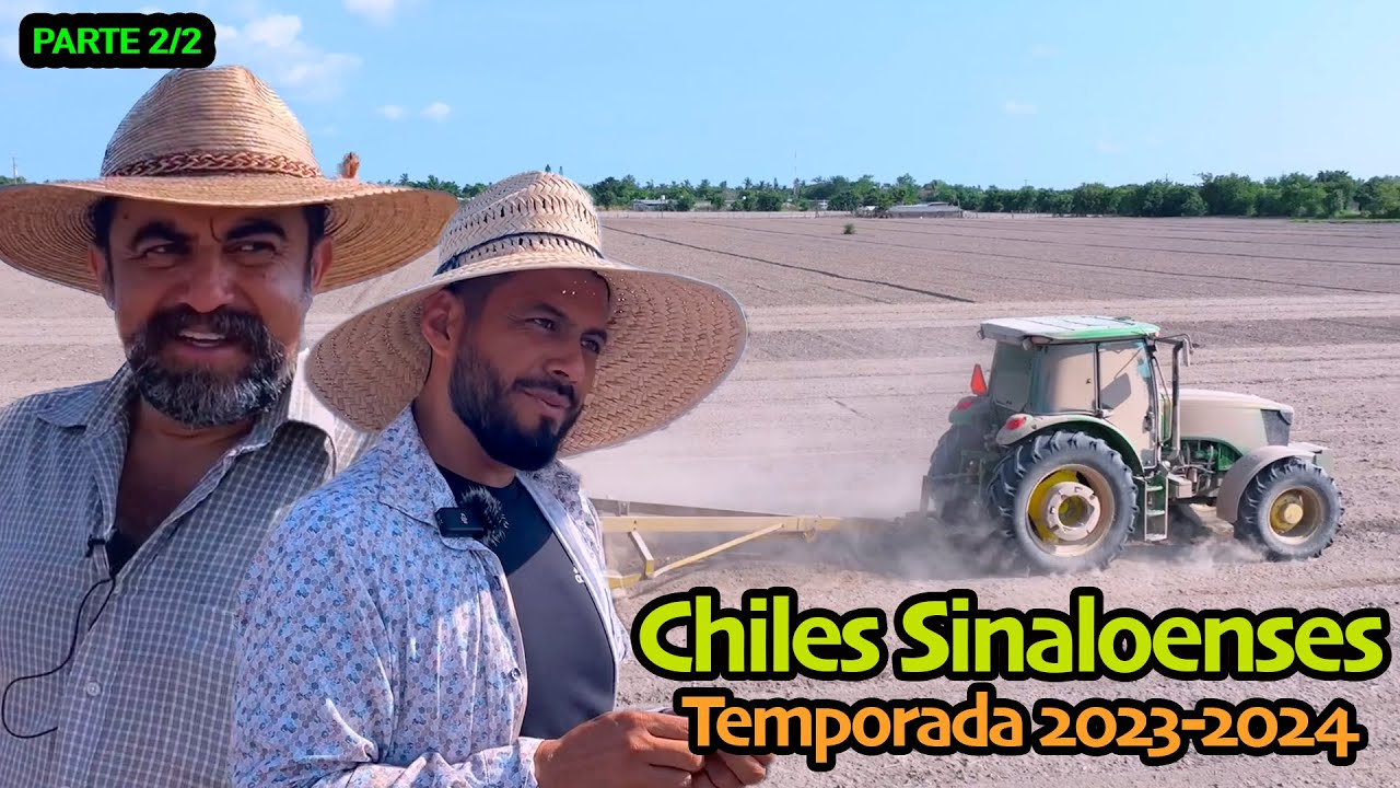 UN POCO DE LO MUCHO QUE SE DEBE HACER para obtener una buena cosecha de chiles en Sinaloa