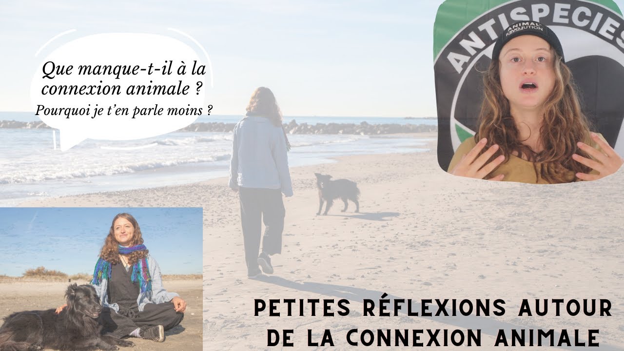Pourquoi je te parle moins de connexion animale ? Ou ma pensée sur la connexion animale, ce qui lui