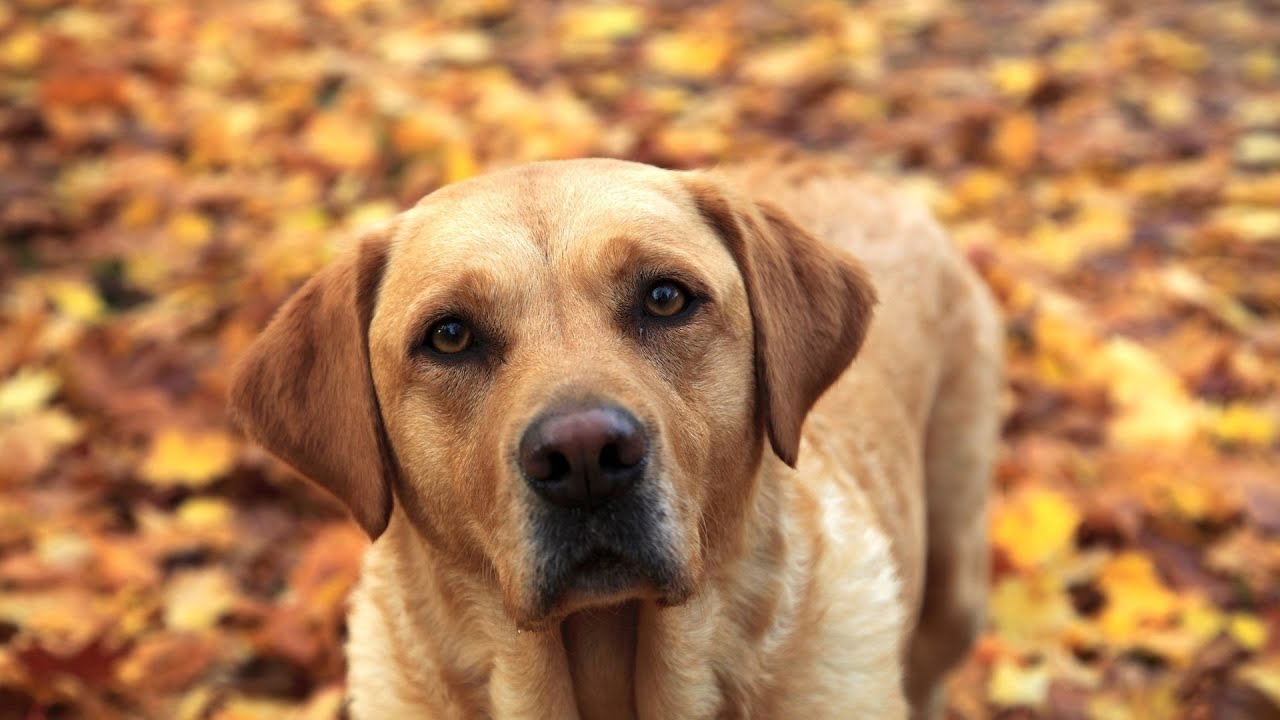 Maintaining Healthy Ears for Golden Retrievers - How Can You Keep Your Dog's Ears Clean and Infect