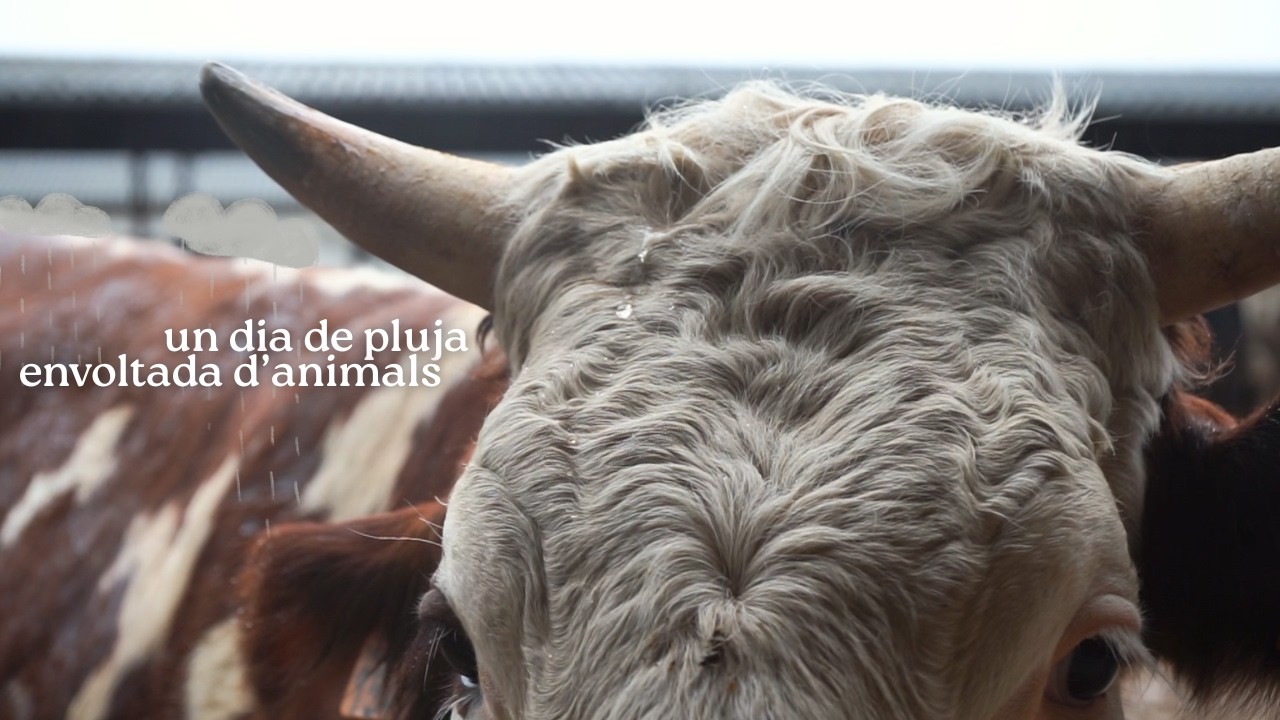 Un dia de pluja envoltada d'animals 🌧️
