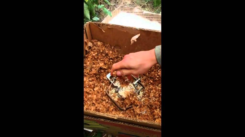 Best way to catch rats get rid of rat quickest method