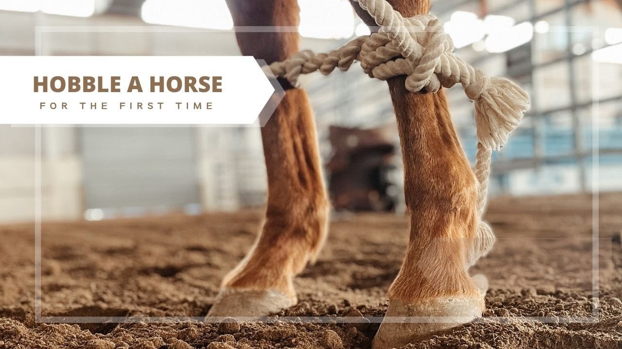 How to Hobble a Horse
