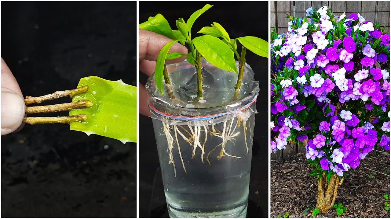 How to propagate Yesterday Today and Tomorrow plant| Shoot Tip cutting| Brunfelsia Paciflora