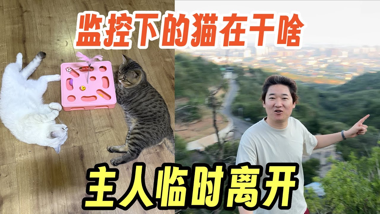监控下的猫在干啥？主人临时离开去看日出！没想到它一直在门口等着主人回家！