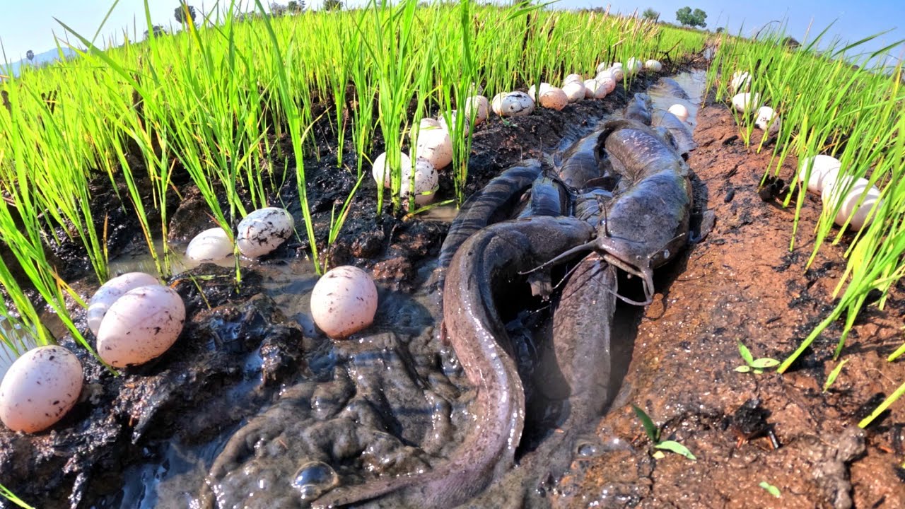 Best Hand Fishing, duck eggs under grass and catch fish in water