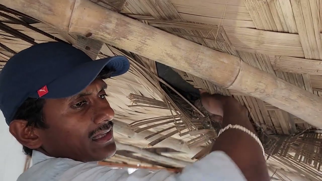 Indian Mayna Has Hatched In Our New Farm😊