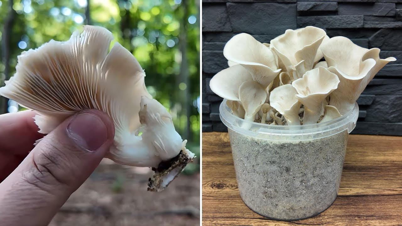 Im Wald gefunden und Zuhause kultiviert | Wilder Lungenseitling | Pleurotus pulmonarius