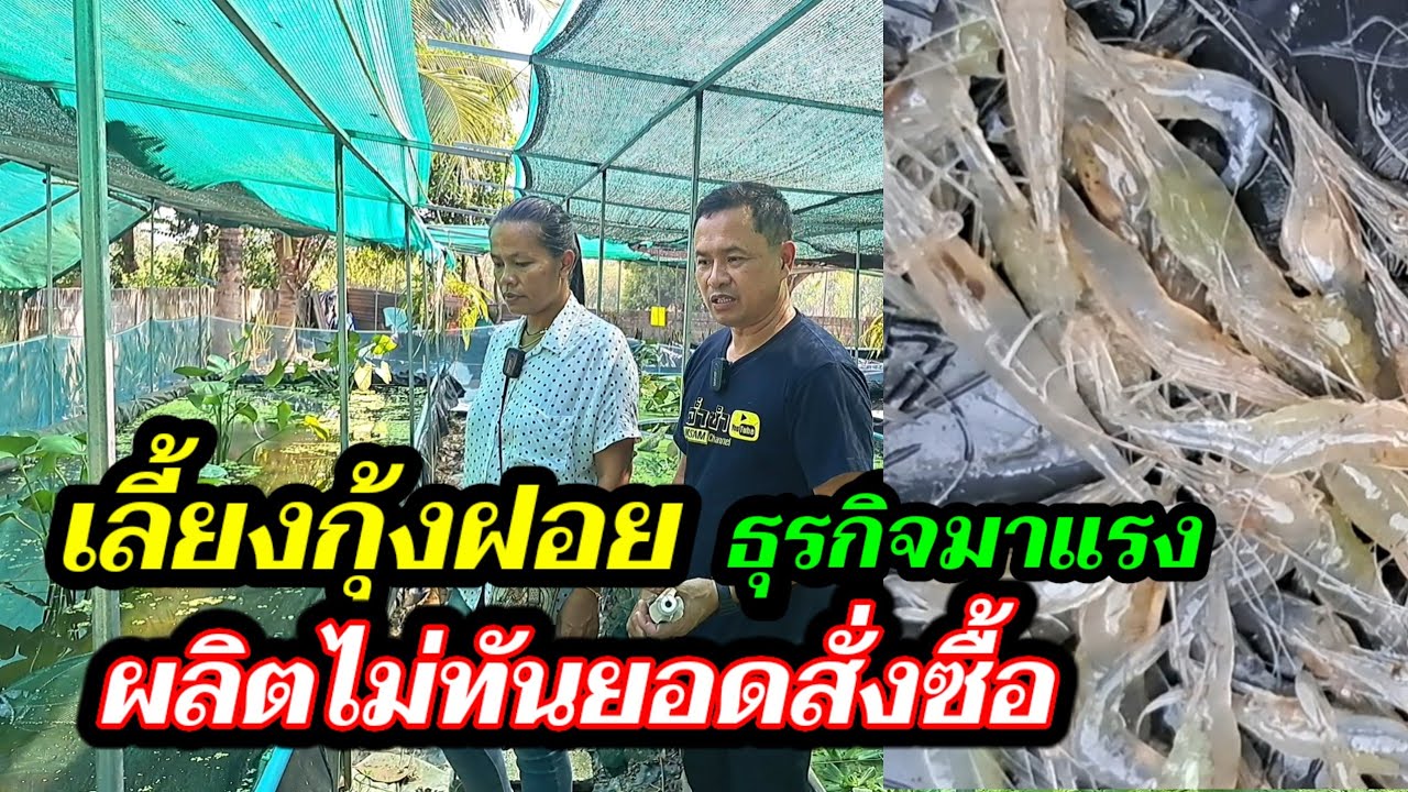เลี้ยงกุ้งฝอย#เริ่มต้นจากเล็กๆ#และต่อยอดจนทำเงินหลายหมื่นต่อเดือน