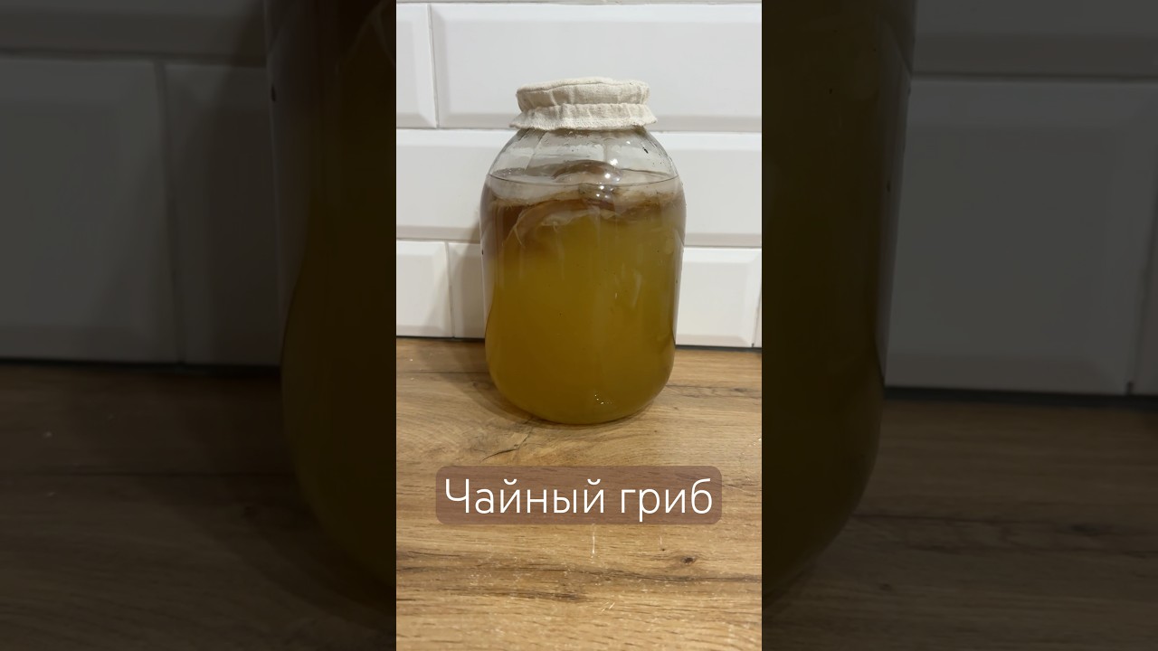 Кормим чайный гриб или делаем комбучу #чайныйгриб #комбуча #скоби #kombucha #kombuchalover #skobi