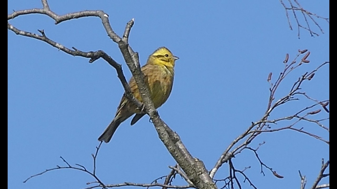 Goldammer im Geäst Ammer Vogel Vögel Singvogel Emberiza #goldammer #ammer #vogel #vögel #emberiza