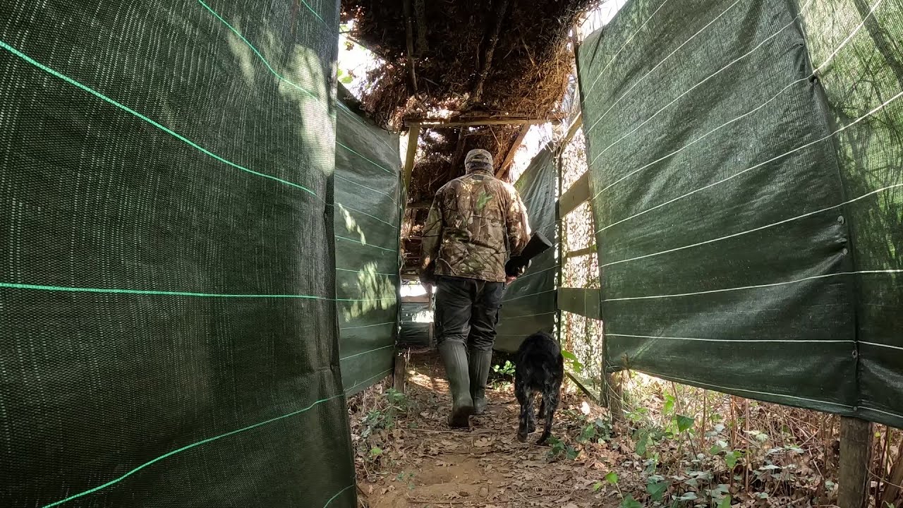 chasse palombe en palombière , quelques tirs !